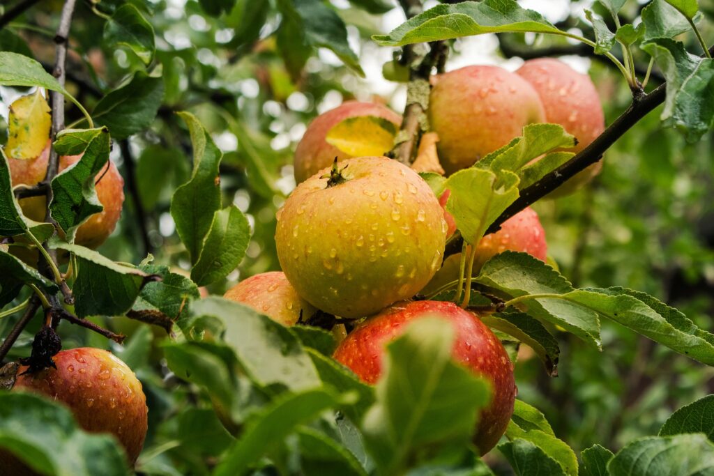 apple photo